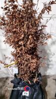 20 x Beech hedging - 2
