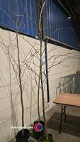 3 x Sorbus Mountain Ash, container grown