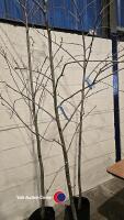 3 x Sorbus Mountain Ash, container grown - 2