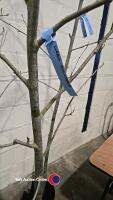 3 x Sorbus Mountain Ash, container grown - 3
