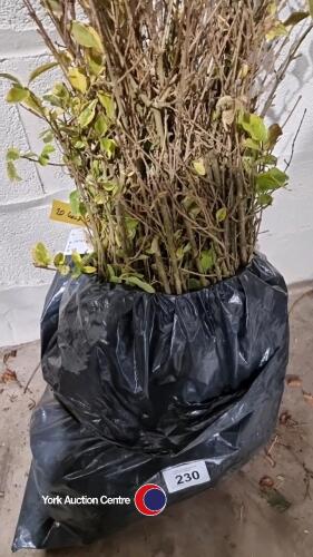 20 x Golden privet