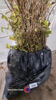 20 x Golden privet