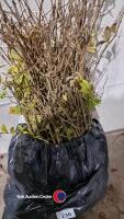 20 x Golden privet - 2