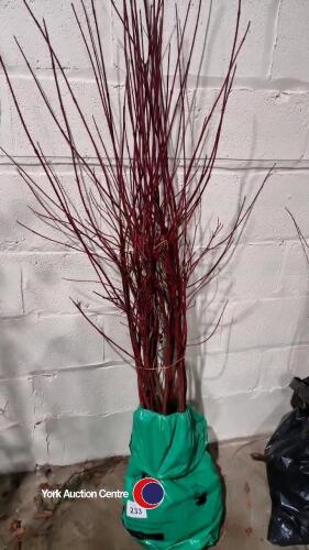 10 x Red barked Dogwoods trees