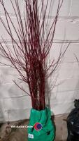 10 x Red barked Dogwoods trees - 2