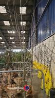 Sorbus Joseph Rock Yellow berries, container grown