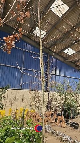 Oak Tree - container grown 10-12ft