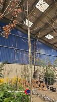 Oak Tree - container grown 10-12ft