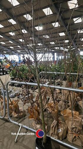 Sorbus Lutescens, White beam, container grown