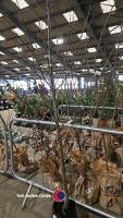 Sorbus Lutescens, White beam, container grown