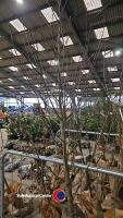 Sorbus Lutescens, White beam, container grown - 2