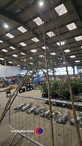 Silver birch, container grown