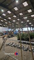 Silver birch, container grown