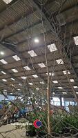Silver birch, container grown - 2