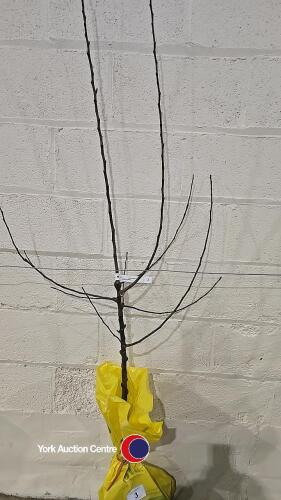 Apple Egremont Russet dessert tree, bare root