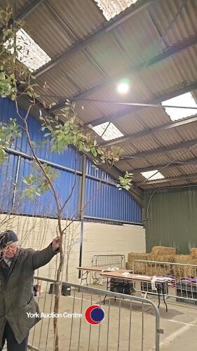 Eucalyptus Gunnii, container grown