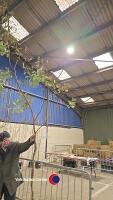 Eucalyptus Gunnii, container grown
