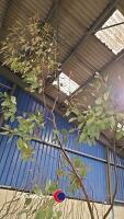 Eucalyptus Gunnii, container grown - 2