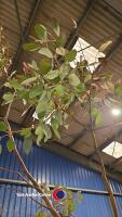 Eucalyptus Gunnii, container grown - 3