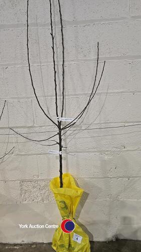 Apple Egremont Russet dessert tree, bare root