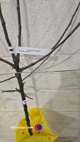 Apple Egremont Russet dessert tree, bare root - 2