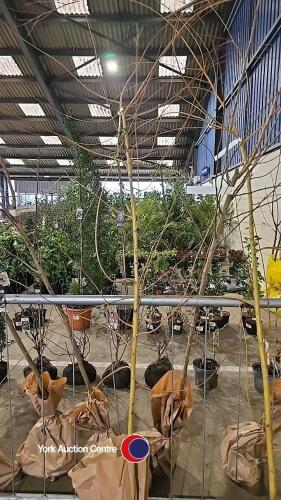 Weeping Golden Willow, bare rooted