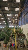 Weeping Golden Willow, bare rooted - 2