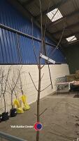 Acer Drummondii, bare rooted - 2