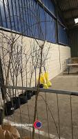 Weeping Flowering cherry, bare rooted