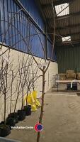Weeping Flowering cherry, bare rooted - 2