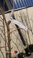 Weeping Flowering cherry, bare rooted - 3