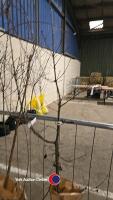 English Oak, bare rooted