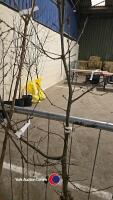 English Oak, bare rooted - 2