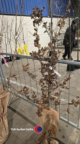 English Oak, bare rooted