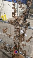 English Oak, bare rooted - 2