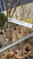 Flowering cherry Kanzan, bare rooted - 2