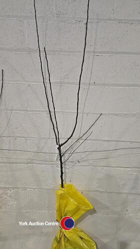 Apple Golden Delicious, dessert, bare root