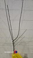 Apple Golden Delicious, dessert, bare root - 2