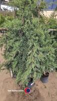 10 x green Leylandii, approx 6ft