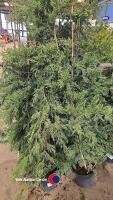 10 x green Leylandii, approx 6ft - 2