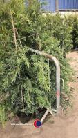 10 x green Leylandii, approx 6ft - 3