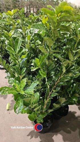 10 x Laurel Bushes