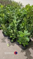 10 x Laurel Bushes - 2