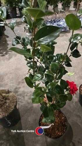 2 x Camellia, budded and named