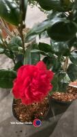 2 x Camellia, budded and named - 2