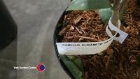 2 x Camellia, budded and named - 3
