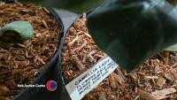 2 x Camellia, budded and named - 4