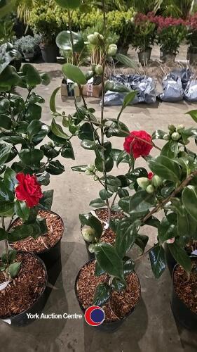 2 x Camellia, budded and named