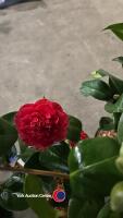 2 x Camellia, budded and named - 2