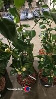 2 x Camellia, budded and named